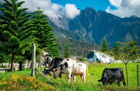desa-dairy-farm-tempat-menarik-di-kundasang-sabah