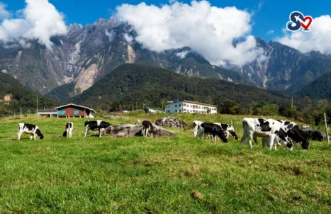kota-kinabalu-kundasang-sabah