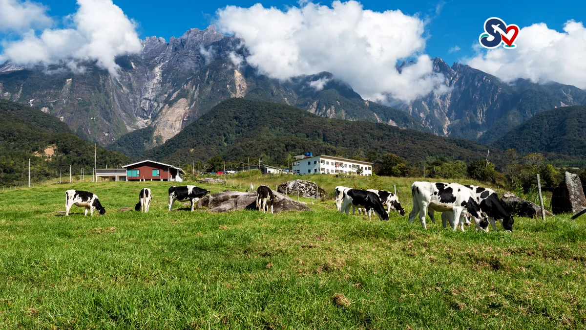 PAKEJ KK KUNDASANG SABAH 4H3M (HALFBOARD)
