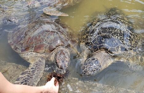 PAKEJ BULAN MADU BALI 4H3M (GROUND)