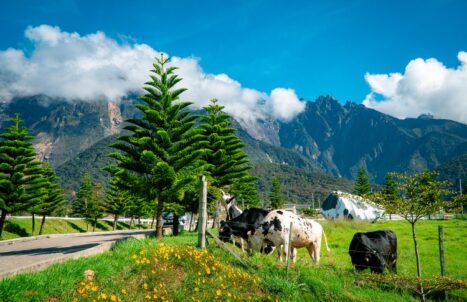 PAKEJ BRUNEI + SABAH 4H3M