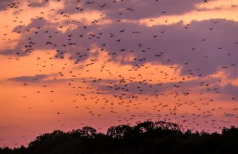 PAKEJ TOUR LABUAN BAJO 4H3M (GROUND)