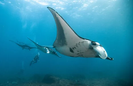 PAKEJ TOUR LABUAN BAJO 4H3M (GROUND)