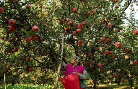 PAKEJ BULAN MADU KASHMIR 6H5M (GROUND)