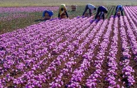 PAKEJ BULAN MADU KASHMIR 6H5M (GROUND)